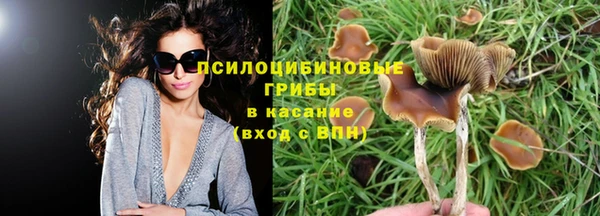 PSILOCYBIN Аркадак